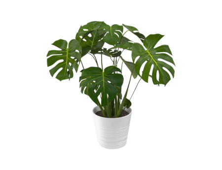 Monstera